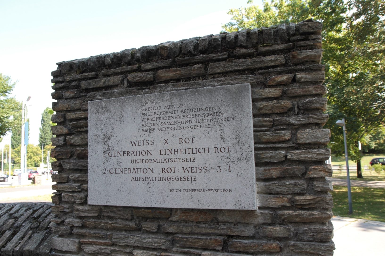 Mendel and Tschermak memorial, _Vienna - 05.JPG